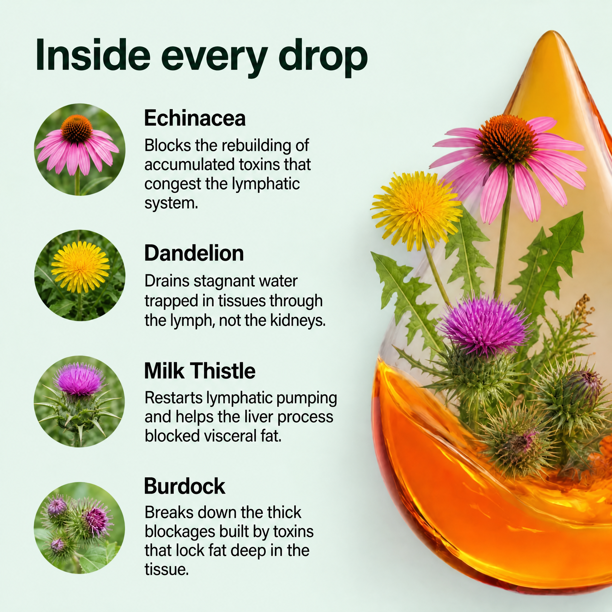 Lynora Lymphatic Drainage Drops